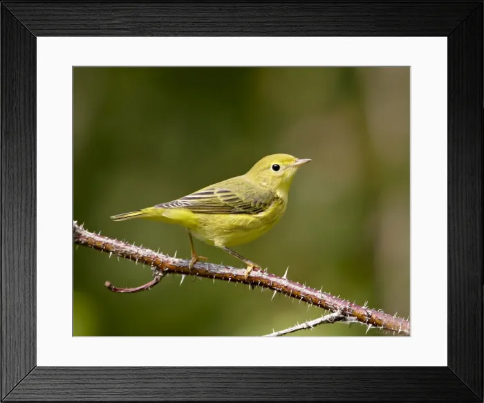 Framed Print : Yellow warbler (Dendroica petechia), near Palmer, Alaska, United States of America Framed Print : Yellow warbler (Dendroica petechia), near Palmer, Alaska, United States of America