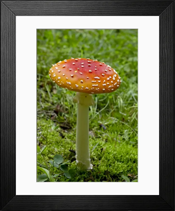 Framed Print : Fly agaric (fly amanita) (Amanita muscaria), Wasilla, Alaska, United States of America Framed Print : Fly agaric (fly amanita) (Amanita muscaria), Wasilla, Alaska, United States of America