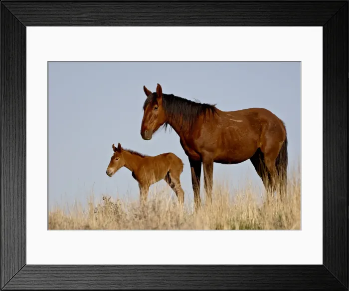 Framed Print : Wild horse (Equus Caballus) mare and foal, Green River, Wyoming, United States of America Framed Print : Wild horse (Equus Caballus) mare and foal, Green River, Wyoming, United States of America