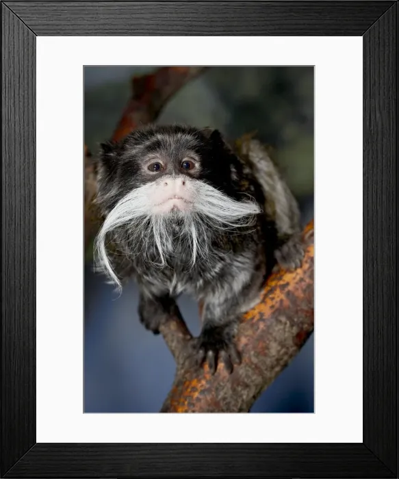 Framed Print : Emperor tamarin (Saguinus imperator) in captivity, Denver Zoo, Denver, Colorado Framed Print : Emperor tamarin (Saguinus imperator) in captivity, Denver Zoo, Denver, Colorado