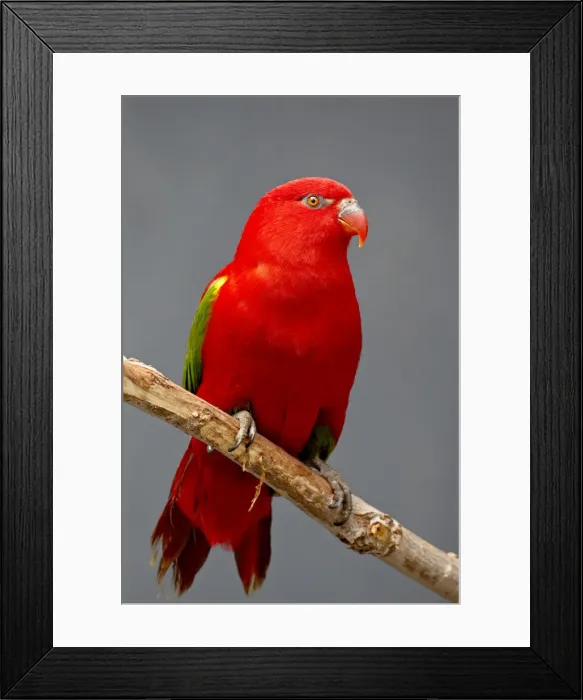 Framed Print : Chattering lory (Lorius garrulus) in captivity, Rio Grande Zoo, Albuquerque Biological Park Framed Print : Chattering lory (Lorius garrulus) in captivity, Rio Grande Zoo, Albuquerque Biological Park