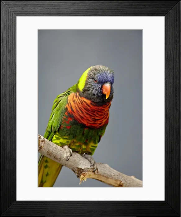 Framed Print : Rainbow lorikeet (Trichoglossus haematodus) in captivity, Rio Grande Zoo Framed Print : Rainbow lorikeet (Trichoglossus haematodus) in captivity, Rio Grande Zoo