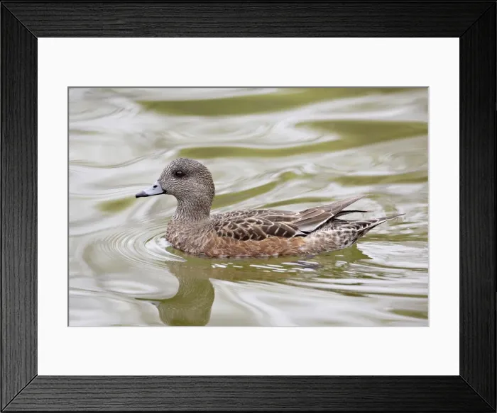 Framed Print : American Wigeon (American Widgeon) (Baldpate) (Anas americana) hen, Rio Grande Zoo Framed Print : American Wigeon (American Widgeon) (Baldpate) (Anas americana) hen, Rio Grande Zoo