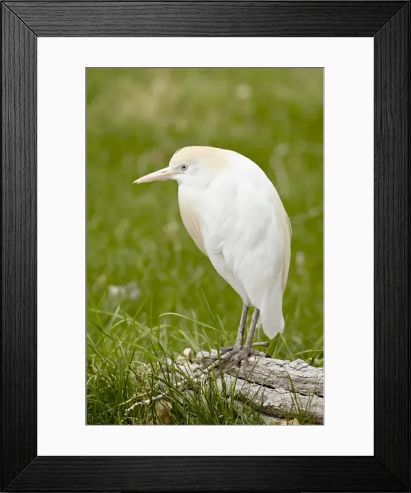 Framed Print : Cattle egret (Bubulcus ibis) in breeding plumage in captivity, Rio Grande Zoo Framed Print : Cattle egret (Bubulcus ibis) in breeding plumage in captivity, Rio Grande Zoo