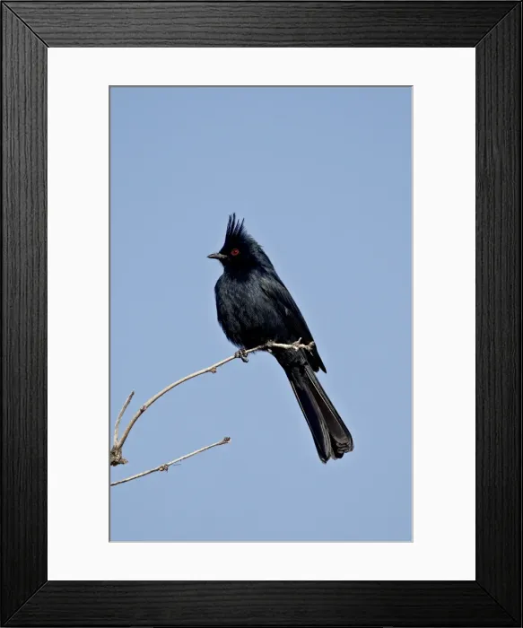 Framed Print : Male Phainopepla (Phainopepla nitens), San Bernadino County, California Framed Print : Male Phainopepla (Phainopepla nitens), San Bernadino County, California