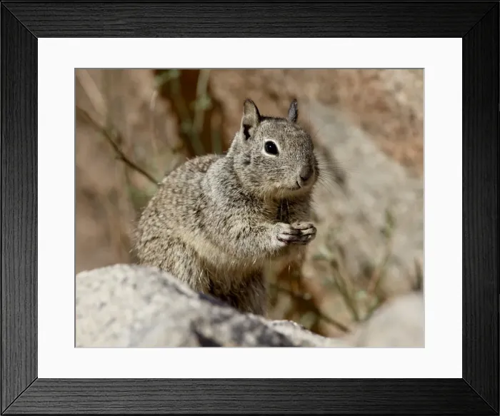 Framed Print : California ground squirrel (Citellus beecheyi), Joshua Tree National Park Framed Print : California ground squirrel (Citellus beecheyi), Joshua Tree National Park