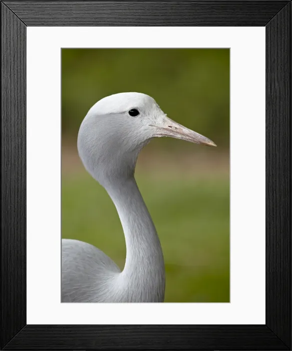 Framed Print : Blue crane (Stanley crane) (Paradise crane) (Anthropoides paradiseus) in captivity Framed Print : Blue crane (Stanley crane) (Paradise crane) (Anthropoides paradiseus) in captivity