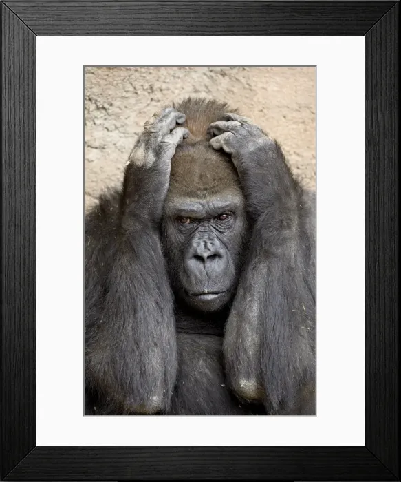 Framed Print : Western lowland gorilla (Gorilla gorilla gorilla) in captivity, Rio Grande Zoo Framed Print : Western lowland gorilla (Gorilla gorilla gorilla) in captivity, Rio Grande Zoo