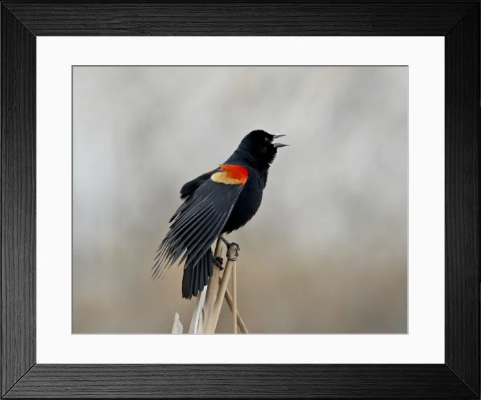Framed Print : Red-winged blackbird (Agelaius phoeniceus) male, San Jacinto Wildlife Area Framed Print : Red-winged blackbird (Agelaius phoeniceus) male, San Jacinto Wildlife Area