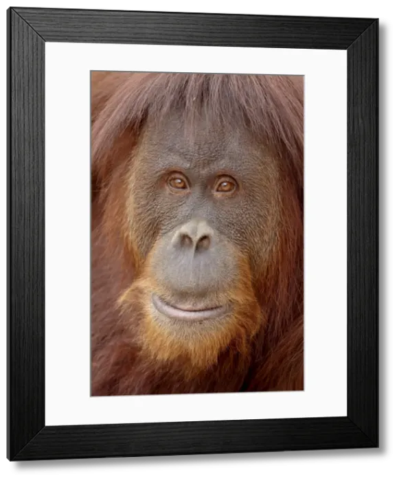 Framed Print : Female Sumatran orangutan (Pongo abelii) in captivity, Rio Grande Zoo, Albuquerque Biological Park