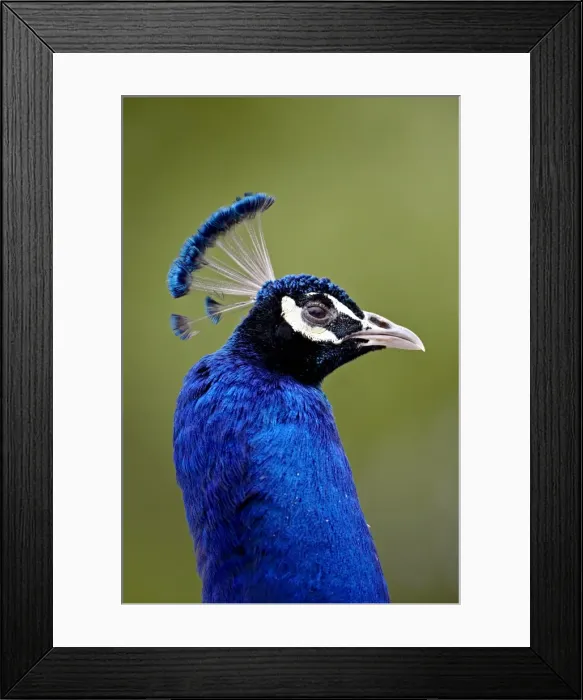 Framed Print : Indian peafowl (Pavo cristatus) cock in captivity, Rio Grande Zoo, Albuquerque Biological Park Framed Print : Indian peafowl (Pavo cristatus) cock in captivity, Rio Grande Zoo, Albuquerque Biological Park