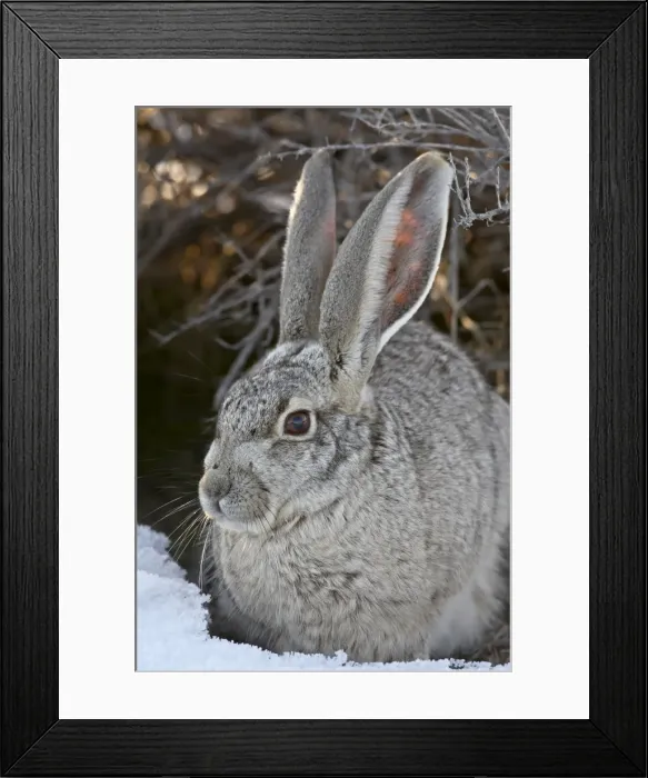 Framed Print : Blacktail Jackrabbit (Lepus californicus) in the snow, Antelope Island State Park Framed Print : Blacktail Jackrabbit (Lepus californicus) in the snow, Antelope Island State Park