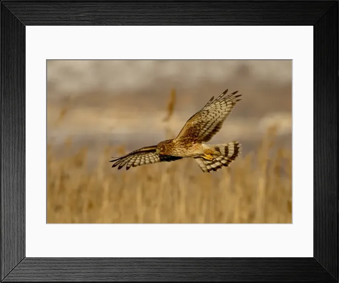 Framed Print : Female northern harrier (Circus cyaneus) in flight while hunting, Farmington Bay Framed Print : Female northern harrier (Circus cyaneus) in flight while hunting, Farmington Bay