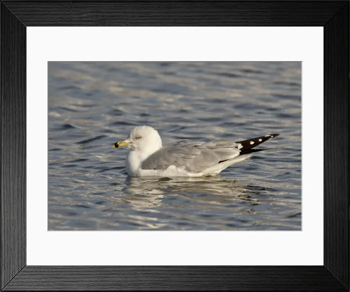 Framed Print : Ring-billed gull (Larus delawarensis) on the water, Farmington Bay, Utah