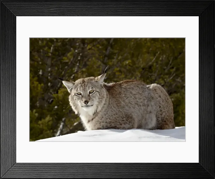 Framed Print : Captive Siberian lynx (Eurasian lynx) (Lynx lynx) in the snow, near Bozeman Framed Print : Captive Siberian lynx (Eurasian lynx) (Lynx lynx) in the snow, near Bozeman