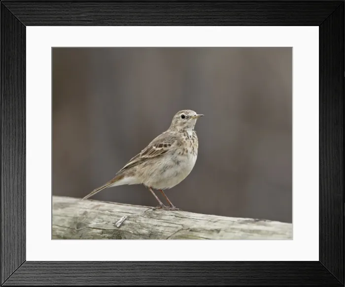 Framed Print : American pipit (Anthus rubescens rubescens), San Jacinto Wildlife Area