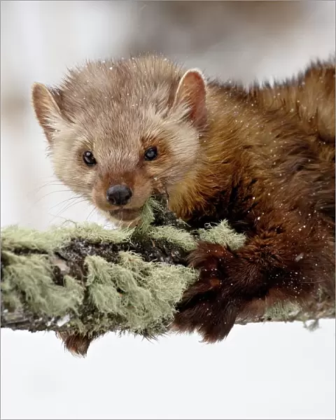 Captive fisher (Martes pennanti) in a tree in the snow, near Bozeman, Montana