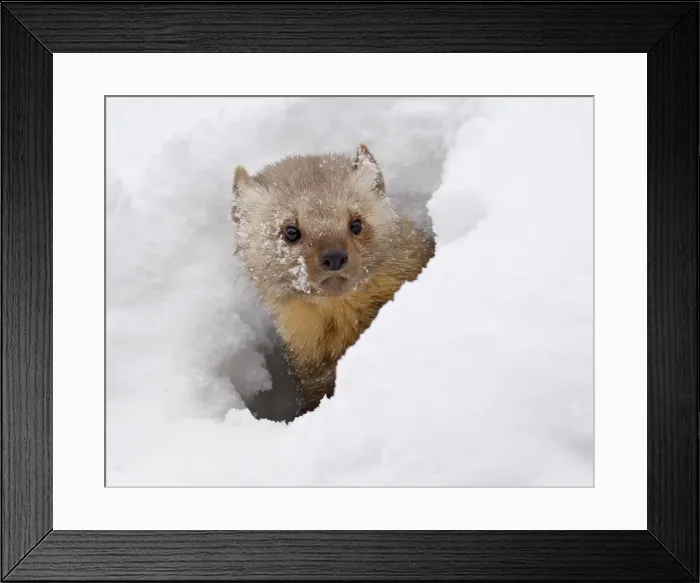 Framed Print : Captive fisher (Martes pennanti) in snow, near Bozeman, Montana, United States of America Framed Print : Captive fisher (Martes pennanti) in snow, near Bozeman, Montana, United States of America
