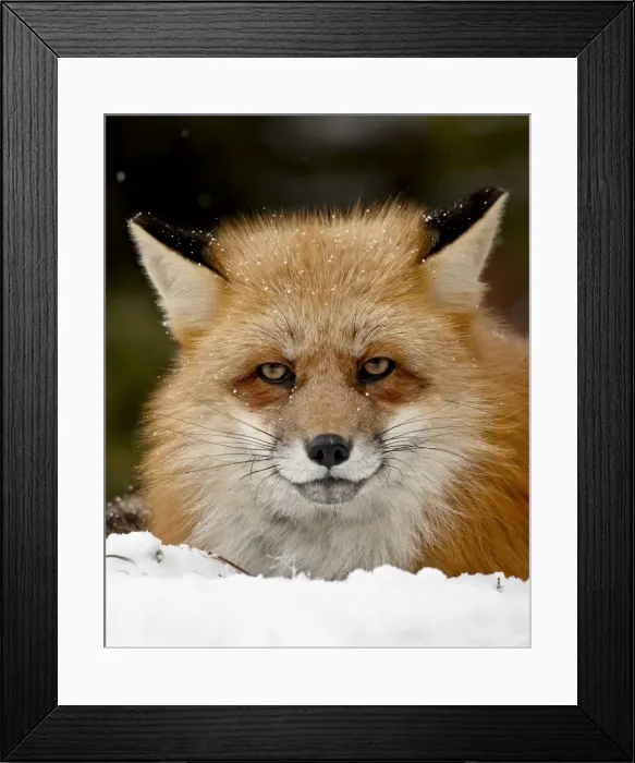Framed Print : Captive red fox (Vulpes vulpes) in the snow, near Bozeman, Montana, United States of America Framed Print : Captive red fox (Vulpes vulpes) in the snow, near Bozeman, Montana, United States of America