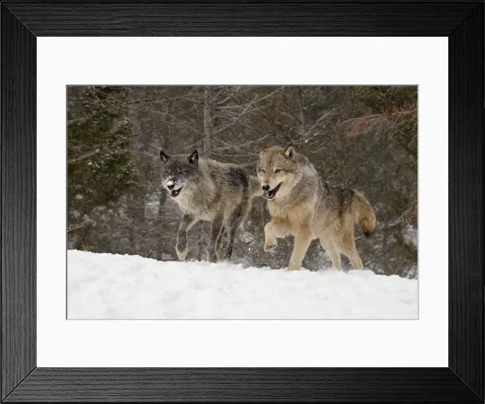 Framed Print : Two captive gray wolves (Canis lupus) running in the snow, near Bozeman Framed Print : Two captive gray wolves (Canis lupus) running in the snow, near Bozeman