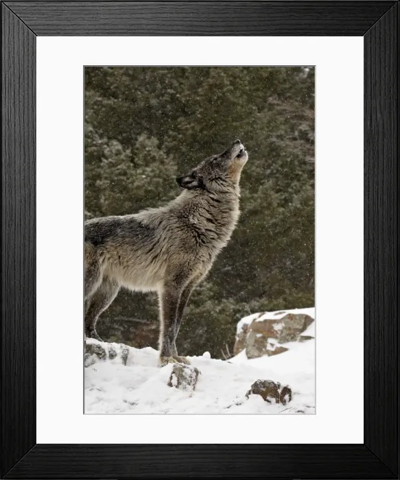 Framed Print : Captive gray wolf (Canis lupus) howling in the snow, near Bozeman, Montana Framed Print : Captive gray wolf (Canis lupus) howling in the snow, near Bozeman, Montana