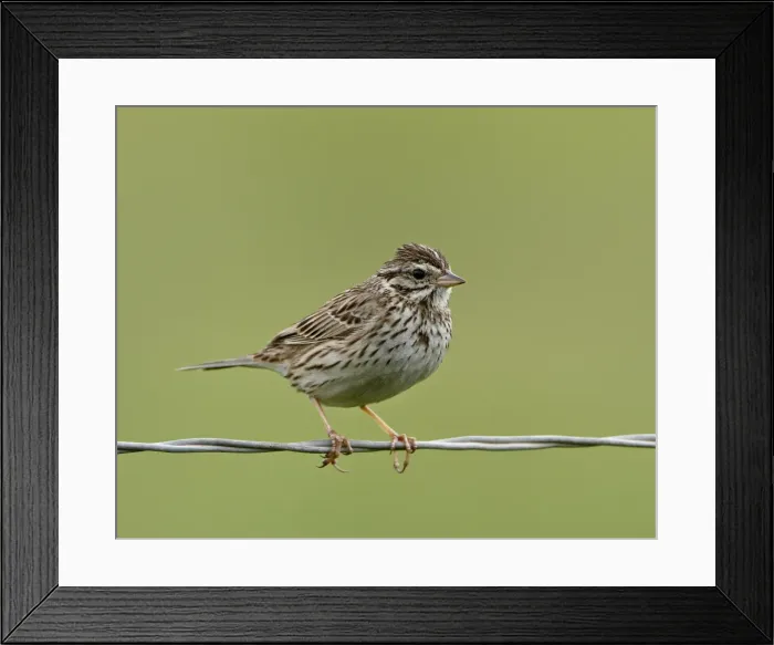 Framed Print : Lincolns sparrow (Melospiza lincolnii), San Jacinto Wildlife Area