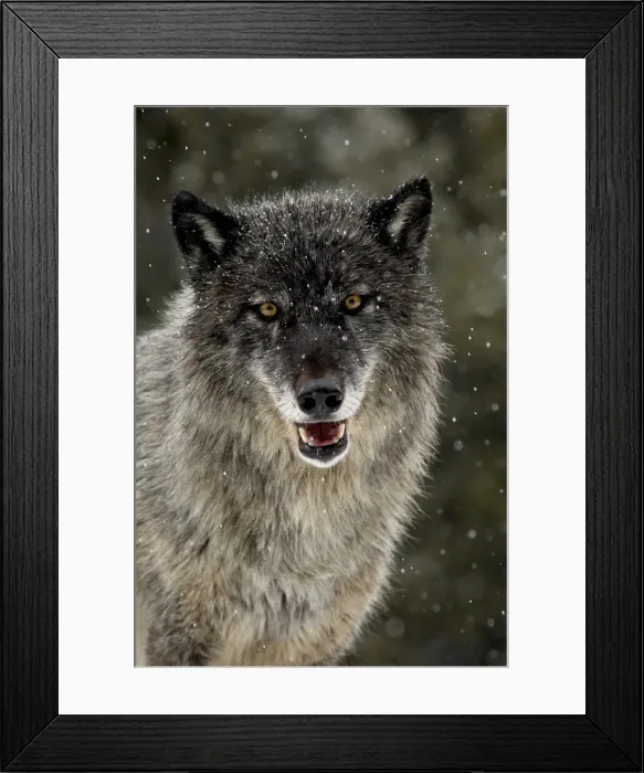 Framed Print : Captive gray wolf (Canis lupus) in the snow, near Bozeman, Montana, United States of America Framed Print : Captive gray wolf (Canis lupus) in the snow, near Bozeman, Montana, United States of America