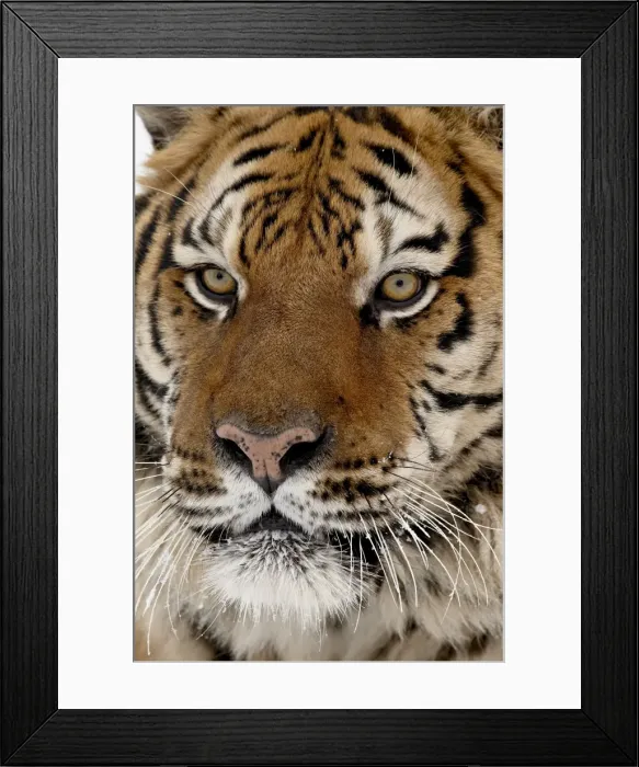 Framed Print : Close-up of captive Siberian tiger (Panthera tigris altaica), near Bozeman Framed Print : Close-up of captive Siberian tiger (Panthera tigris altaica), near Bozeman
