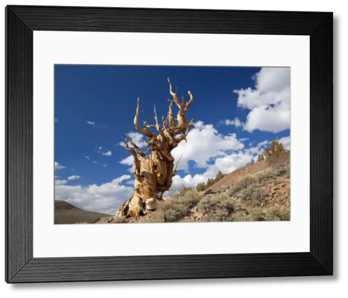 Framed Print : A twisted very old Bristlecone Pine (Pinus longaeva), on sage brush covered slopes of dolomite limestone, in the Ancient Bristlecone Pine Forest Park, Inyo National Forest, Bishop, California, United States of America