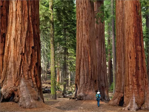 Tourist hiker, admiring the Giant Sequoia trees (Sequoiadendron giganteum)