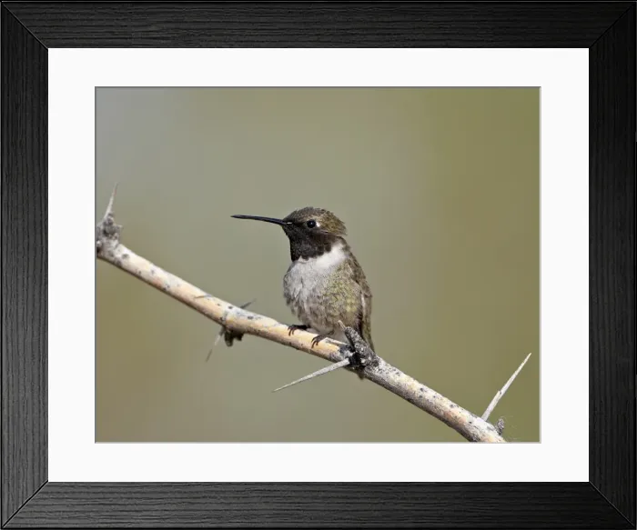 Framed Print : Black-chinned hummingbird (Archilochus alexandri), Sweetwater Wetlands Framed Print : Black-chinned hummingbird (Archilochus alexandri), Sweetwater Wetlands
