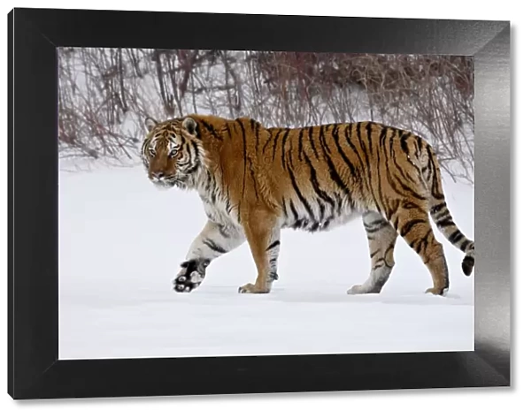 Captive Siberian Tiger (Panthera tigris altaica) in the snow, near Bozeman