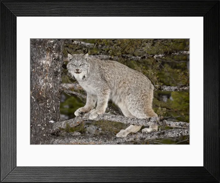 Framed Print : Canadian Lynx (Lynx canadensis) in a tree, in captivity, near Bozeman, Montana Framed Print : Canadian Lynx (Lynx canadensis) in a tree, in captivity, near Bozeman, Montana