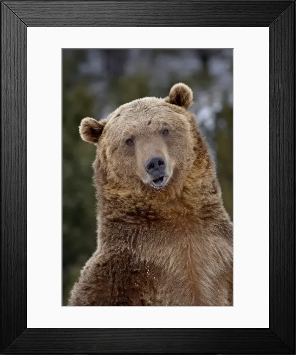 Framed Print : Grizzly bear (Ursus arctos horribilis) in captivity, near Bozeman, Montana Framed Print : Grizzly bear (Ursus arctos horribilis) in captivity, near Bozeman, Montana