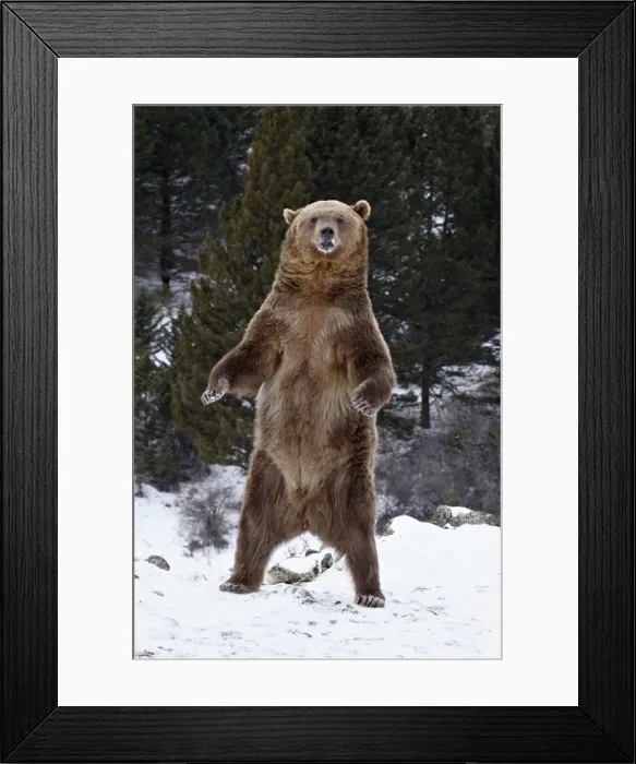 Framed Print : Grizzly bear (Ursus arctos horribilis) standing in the snow, near Bozeman Framed Print : Grizzly bear (Ursus arctos horribilis) standing in the snow, near Bozeman