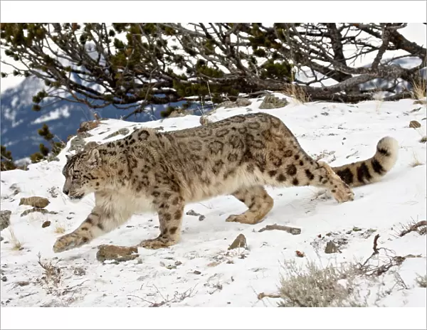 Snow Leopard (Uncia uncia) in the snow, in captivity, near Bozeman, Montana