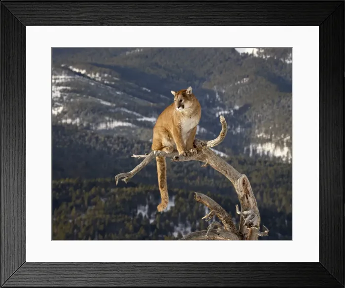 Framed Print : Mountain Lion (Cougar) (Felis concolor) in a tree in the snow, in captivity Framed Print : Mountain Lion (Cougar) (Felis concolor) in a tree in the snow, in captivity