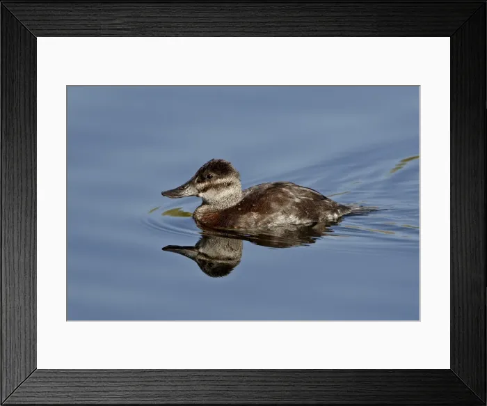 Framed Print : Female ruddy duck (Oxyura jamaicensis) swimming, Sweetwater Wetlands, Tucson Framed Print : Female ruddy duck (Oxyura jamaicensis) swimming, Sweetwater Wetlands, Tucson