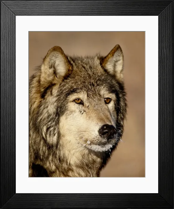 Framed Print : Gray wolf (Canis lupus) in captivity, near Bozeman, Montana, United States of America Framed Print : Gray wolf (Canis lupus) in captivity, near Bozeman, Montana, United States of America