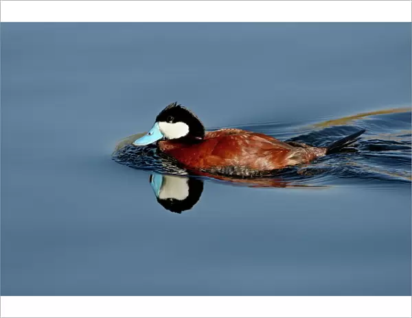 Male ruddy duck (Oxyura jamaicensis) swimming, Sweetwater Wetlands, Tucson