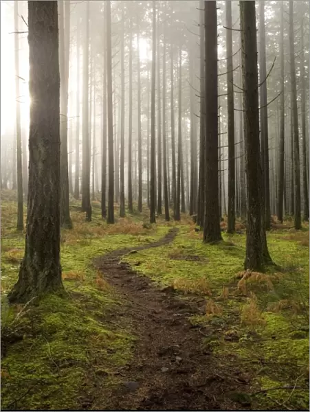Trail through the woodland, Vashon Island, Washington State, United States of America