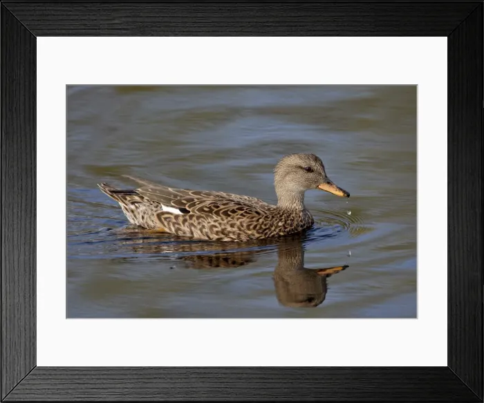 Framed Print : Female mallard (Anas platyrhynchos) swimming, Sweetwater Wetlands, Tucson Framed Print : Female mallard (Anas platyrhynchos) swimming, Sweetwater Wetlands, Tucson