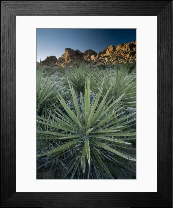 Framed Print : Yucca plant, Joshua Tree National Park, California, United States of America Framed Print : Yucca plant, Joshua Tree National Park, California, United States of America