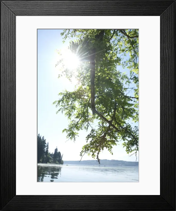 Framed Print : Sun shines through tree branch with Puget Sound, Vashon Island and Port Orchard in background