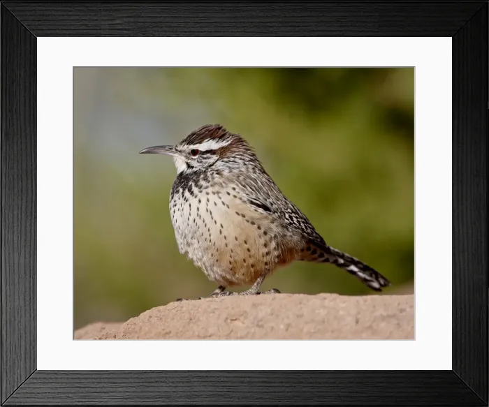 Framed Print : Cactus wren (Campylorhynchus brunneicapillus), Arizona Sonora Desert Museum Framed Print : Cactus wren (Campylorhynchus brunneicapillus), Arizona Sonora Desert Museum