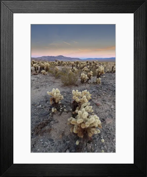 Framed Print : Cholla Cactus Garden, Joshua Tree National Park, California, United States of America Framed Print : Cholla Cactus Garden, Joshua Tree National Park, California, United States of America