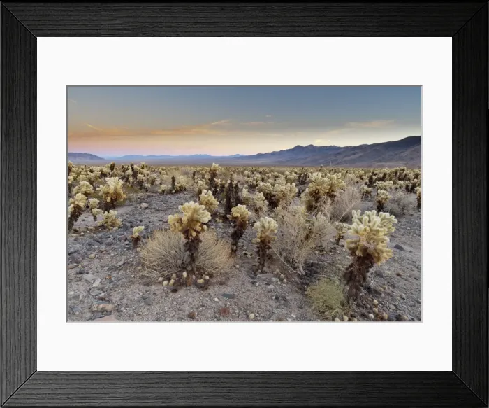 Framed Print : Cholla Cactus Garden, Joshua Tree National Park, California, United States of America Framed Print : Cholla Cactus Garden, Joshua Tree National Park, California, United States of America