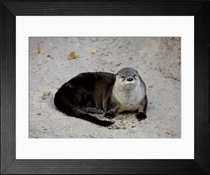 Framed Print : River otter (Lutra canadensis) in captivity, Arizona Sonora Desert Museum Framed Print : River otter (Lutra canadensis) in captivity, Arizona Sonora Desert Museum