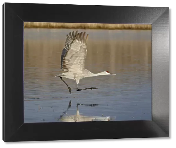 Sandhill crane (Grus canadensis) taking off from a pond, Bosque Del Apache National Wildlife Refuge
