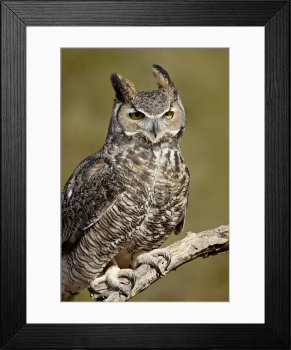 Framed Print : Great horned owl (Bubo virginianus) in captivity, Arizona Sonora Desert Museum Framed Print : Great horned owl (Bubo virginianus) in captivity, Arizona Sonora Desert Museum